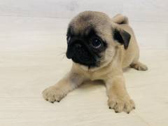 P00107_4